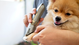 Grooming and Clipping